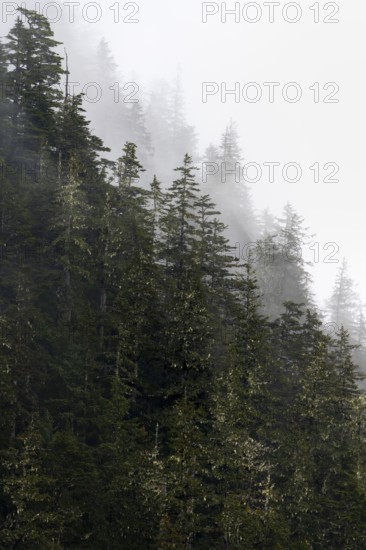 Dense forest on mountain slopes, mystical fog sweeping through the forest, Kenai Fjords National Park, Kenai Peninsula, Alaska, USA