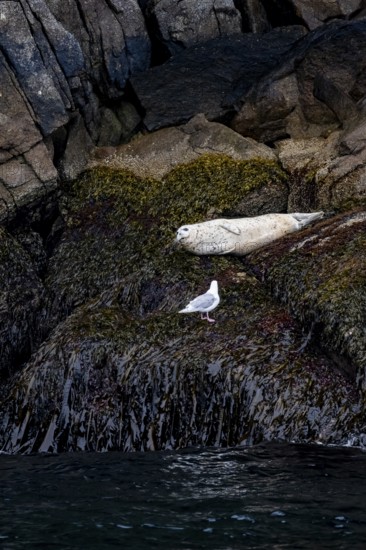 Harbour seal (Phoca vitulina) lying on rocks on the coast, Kenai Fjords National Park, Kenai Peninsula, Alaska, USA
