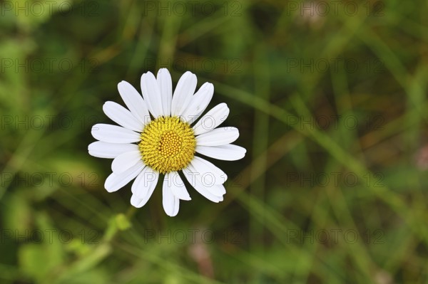 Daisy (Leucanthemum vulgare), flower in a meadow, close-up, macro, Wilnsdorf, North Rhine-Westphalia, Germany