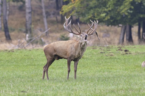 Red deer (Cervus elaphus) during the rutting season, a large stag roaring in a forest clearing, wildlife, autumn, Sauerland, North Rhine-Westphalia, Germany