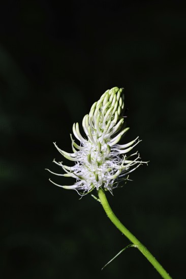 Spiked rampion (Phyteuma spicatum), greenish-white flowers in a forest clearing, Wilnsdorf, North Rhine-Westphalia, Germany