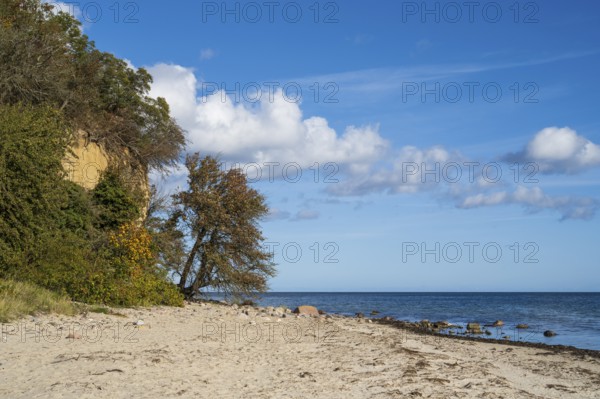 Cliff and beach near Lobbe, Mönchgut peninsula, Rügen, island, Baltic Sea, Mecklenburg-Western Pomerania, Germany