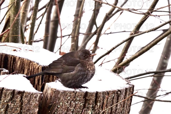 Blackbird in a garden in winter, Germany
