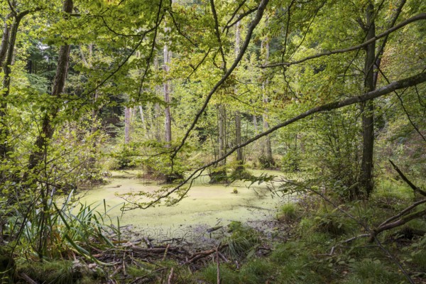 Wetland in beech forest, Jasmund National Park, Sassnitz, Rügen island, Baltic Sea, Mecklenburg-Western Pomerania, Germany