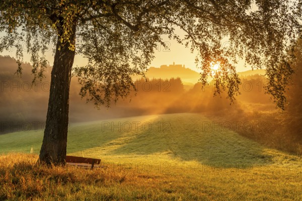View of the Wartburg in the Thuringian Forest at sunrise and morning fog, the sun shining through the leaves of a birch tree in a meadow with dew, Eisenach, Thuringia, Germany