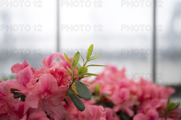 Indian azalea, (Rhododendron simsii), flowers, Stuttgart, Baden-Württemberg, Germany