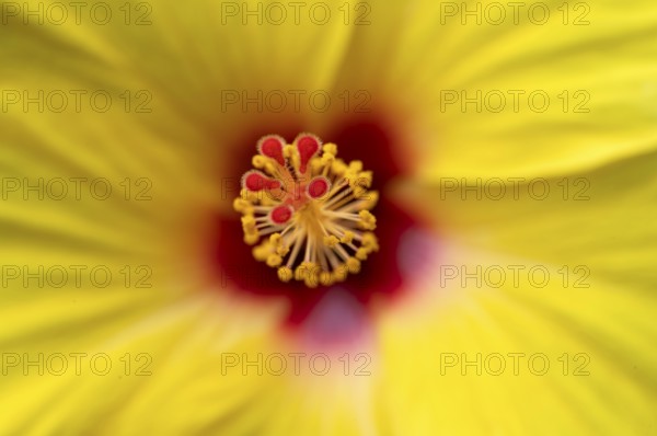 Close-up, detail, pistil, flower, yellow hibiscus (Hibiscus brackenridgei) iStuttgart, Baden-Württemberg, Germany