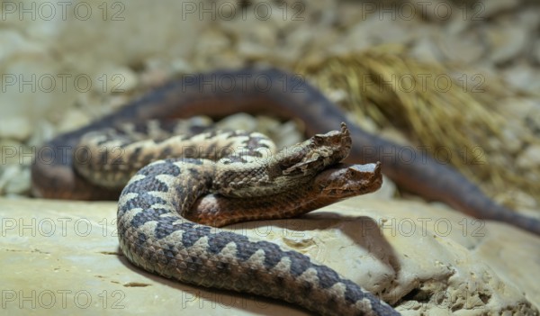 European horned viper (Vipera ammodytes), also sand viper, sand adder or European sand viper, pair, in front of mating, lovemaking, captive, Stuttgart, Baden-Württemberg, Germany