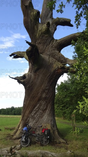 An impressively large oak (quercus), florentine oak, with a bicycle at its base, Spreewald Biosphere Reserve
