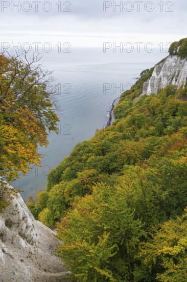 View of chalk cliffs and Baltic Sea, trees with autumn leaves, Jasmund National Park, Sassnitz, Rügen island, Baltic Sea, Mecklenburg-Western Pomerania, Germany