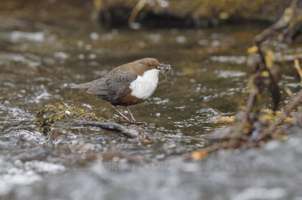 White-throated White-throated Dipper (Cinclus cinclus) standing with prey on a stone in the middle of a stream, the only native songbird that can also dive, wildlife, native nature, Wilnsdorf, North Rhine-Westphalia, Germany