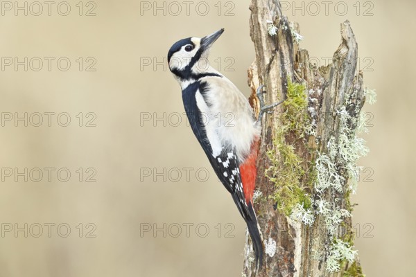 Great spotted woodpecker (Dendrocopos major), male, foraging on a tree stump overgrown with moss and lichen in the forest, Wilnsdorf, North Rhine-Westphalia, Germany