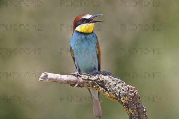 European bee-eater (Merops apiaster) sitting on a branch covered with green lichen, Lake Neusiedl, Burgenland, Austria