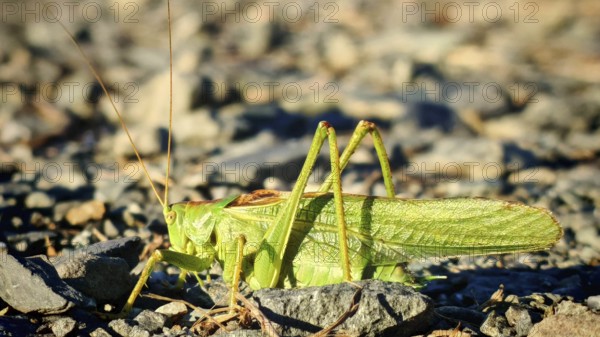 Close-up of a grasshopper Great green bush cricket (tettigonia viridissima) on stony ground in daylight, Franconian Forest nature park Park
