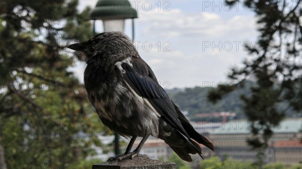 Close-up of a crow (corvidae) sitting on a railing with cityscape in the background, Prague, Czech Republic