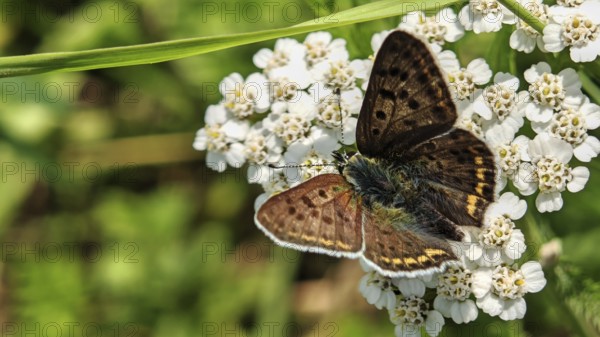 Close-up, Sooty Copper butterfly (lycaena tityrus) on white flowers against a green background, Franconian Forest nature park Park, Rennsteig