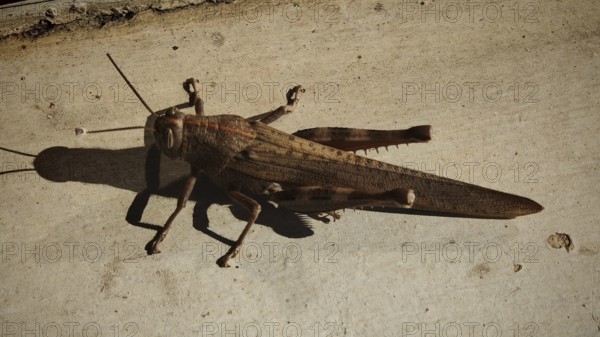 Close-up of a brown migratory locust (Locusta migratoria) on a sunspot on concrete, with long shadow, Montenegro
