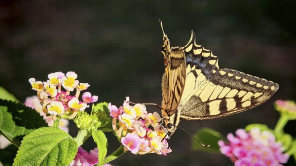 A yellow butterfly swallowtail (papilio machaon) nibbling on bright flowers in close-up, Montenegro