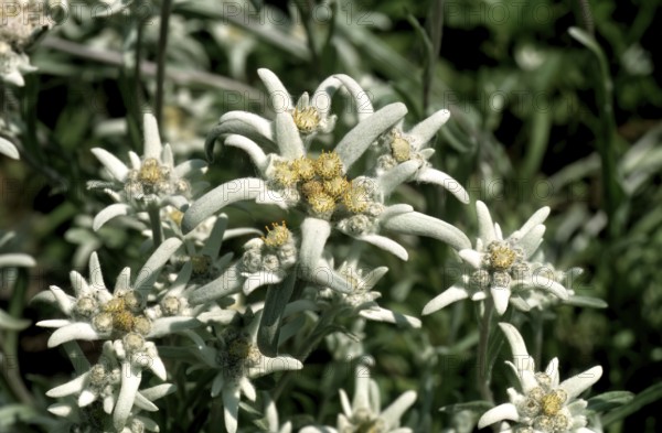 Alpine edelweiss, Leontopodium nivale, plant species from the genus Leontopodium (edelweiss) within the Asteraceae family