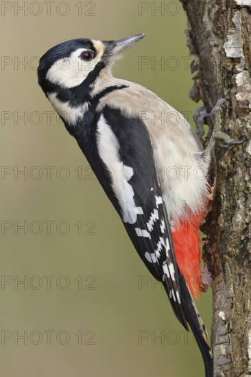 Great spotted woodpecker (Dendrocopus major), male, foraging on the trunk of a common birch (Betula pendula), wildlife, woodpeckers, nature photography, autumn, Wilnsdorf, North Rhine-Westphalia, Germany
