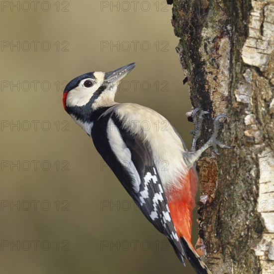 Great spotted woodpecker (Dendrocopus major), male, foraging on the trunk of a common birch (Betula pendula), wildlife, woodpeckers, nature photography, autumn, Wilnsdorf, North Rhine-Westphalia, Germany