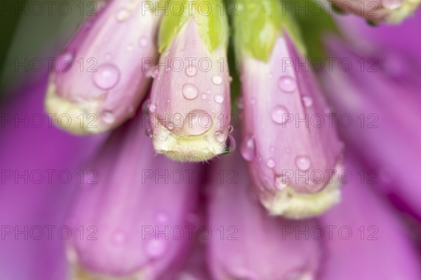 Foxglove (Digitalis purpurea) single purple wildflower flower with water droplets on the petals in summer, England, United Kingdom