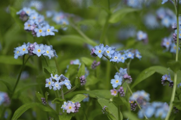 Forget-me-not (Myosotis sylvatia) blue flowers in a garden border in spring, England, United Kingdom