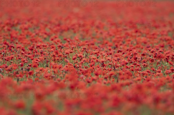 Common field poppy (Papaver rhoeas) wildflower field of red poppies in summer, England, United Kingdom