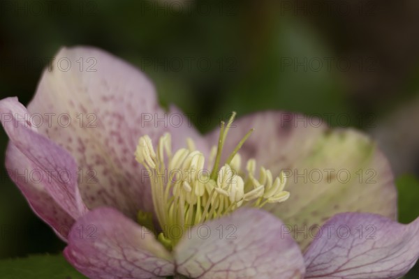 Hellebore single purple garden flower in winter, England, United Kingdom