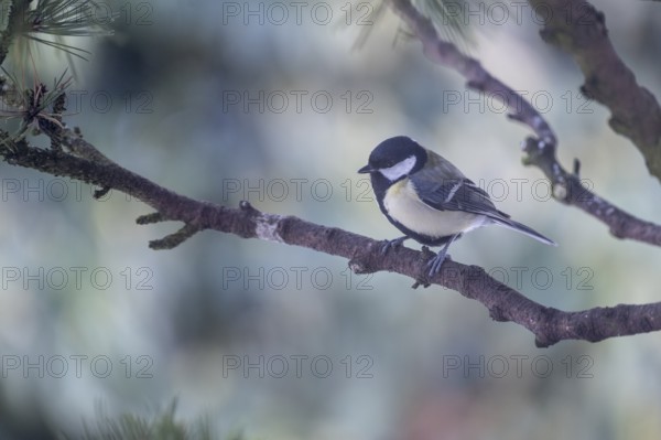 Great Tit (Parus major), Emsland, Lower Saxony, Germany