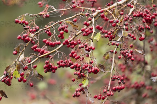 Hawthorn (Crataegus monogyna) tree in a hedgerow with red berries in autumn, England, United Kingdom