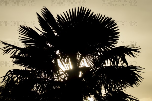 Hardy fan palm silhouette of a plant with the sunlight shining though its palms at sunrise, England, United Kingdom