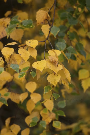 Silver birch tree (Betula pendula) with autumn colour leaves, England, United Kingdom
