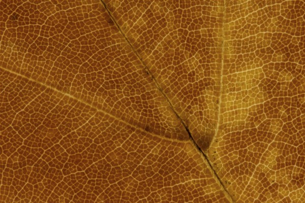 Common beech tree (Fagus sylvatica) close up of a single autumn colour leaf, England, United Kingdom