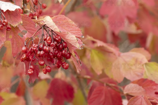 Guelder rose tree (Viburnum opulus) with autumn colour leaves and red berries, England, United Kingdom