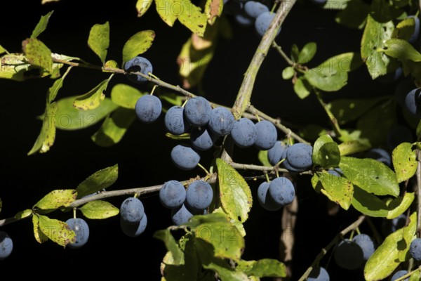 Blackthorn tree (Prunus spinosa) with autumn colour leaves and blue sloe berries, England, United Kingdom