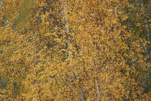Silver birch tree (Betula pendula) with autumn colour leaves, England, United Kingdom