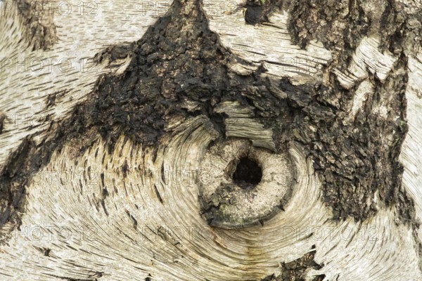 Silver birch tree (Betula pendula) close up of a hole in the bark that looks like an eye, England, United Kingdom