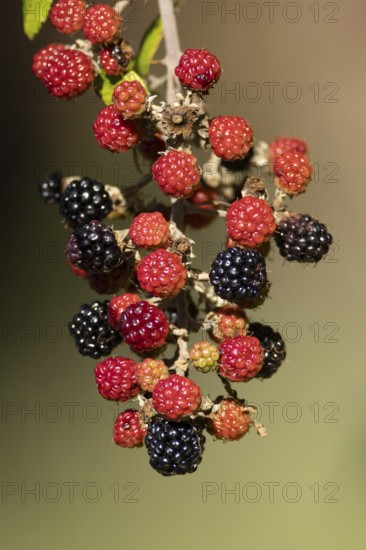Bramble or Blackberry (Rubus fruticosus) bush plant blackberries fruits in summer, England, United Kingdom