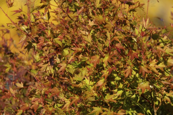 Autumn colour tree leaves on a garden shrub, England, United Kingdom