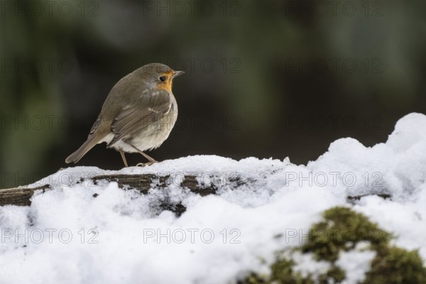 European robin (Erithacus rubecula), Emsland, Lower Saxony, Germany