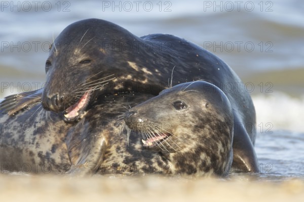 Atlantic grey seal (Halichoerus grypus) two adult marine animals in love courting on a beach on a coastline, Norfolk, England, United Kingdom