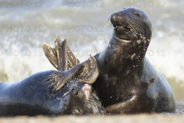 Atlantic grey seal (Halichoerus grypus) two adult marine animals playing in the breaking waves of the sea on a coastline, Norfolk, England, United Kingdom