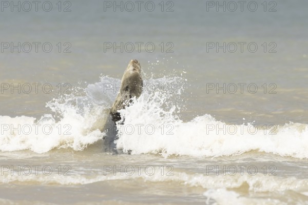 Atlantic grey seal (Halichoerus grypus) adult marine animal in the breaking waves of the sea on a coastline, Norfolk, England, United Kingdom