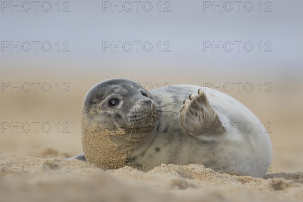 Atlantic grey seal (Halichoerus grypus) juvenile animal waving its front foot on a beach in winter, Norfolk, England, United Kingdom