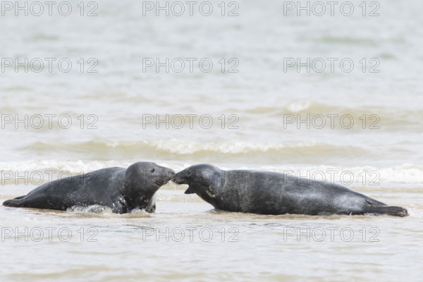 Atlantic grey seal (Halichoerus grypus) two adult marine animals in the breaking waves of the sea on a coastline, Norfolk, England, United Kingdom
