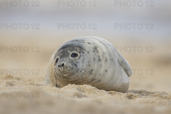 Atlantic grey seal (Halichoerus grypus) juvenile marine animal resting on a beach in winter, Norfolk, England, United Kingdom