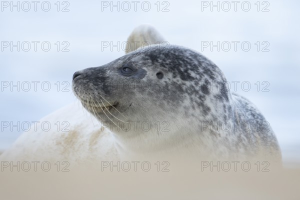 Atlantic grey seal (Halichoerus grypus) adult animal on a beach in winter, Norfolk, England, United Kingdom