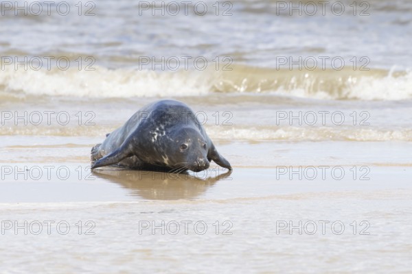 Atlantic grey seal (Halichoerus grypus) adult marine animal running across the shallow water on a beach, Norfolk, England, United Kingdom