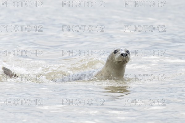 Atlantic grey seal (Halichoerus grypus) adult marine animal swimming in the sea on a coastline, Norfolk, England, United Kingdom